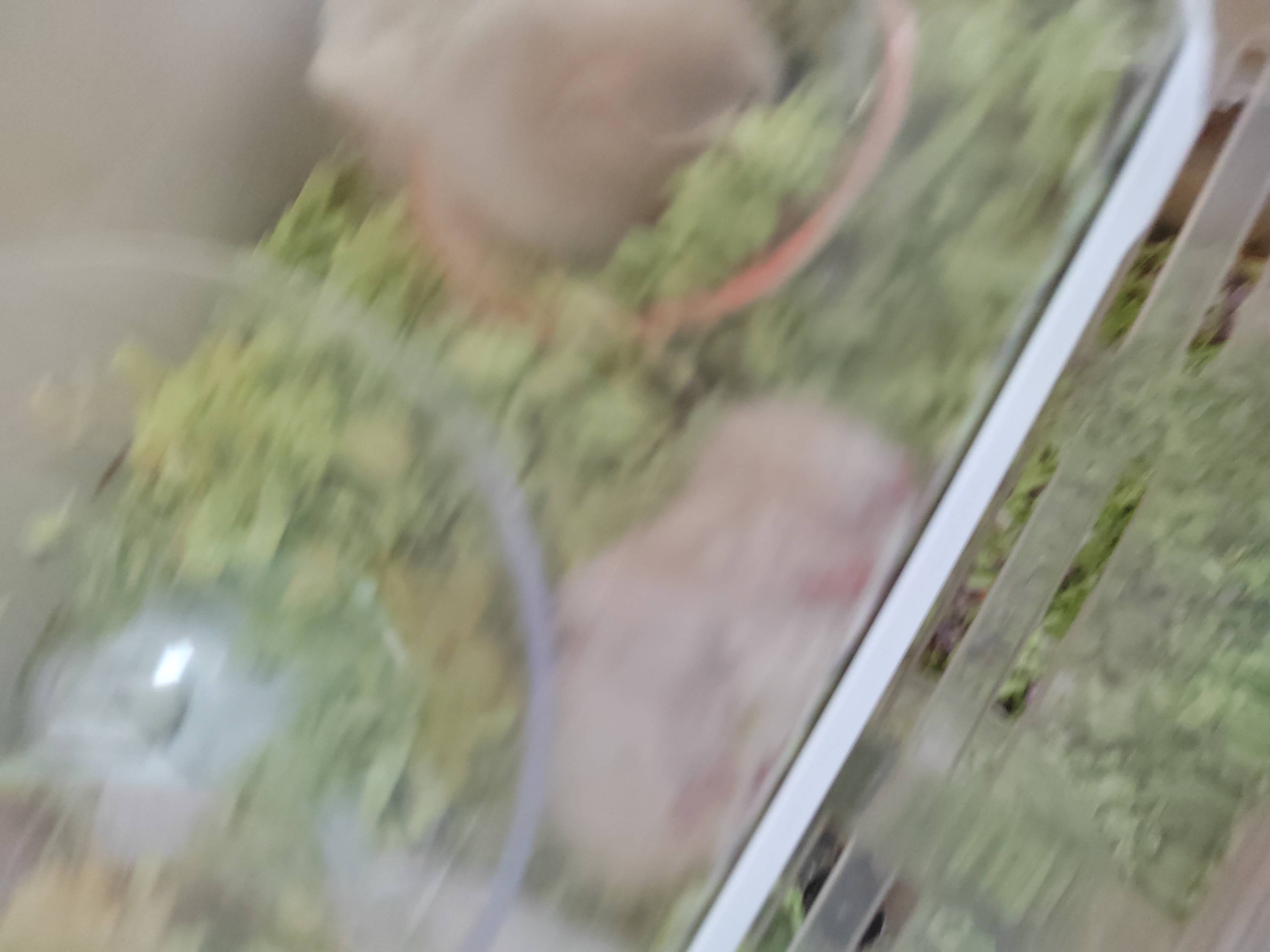 仓鼠